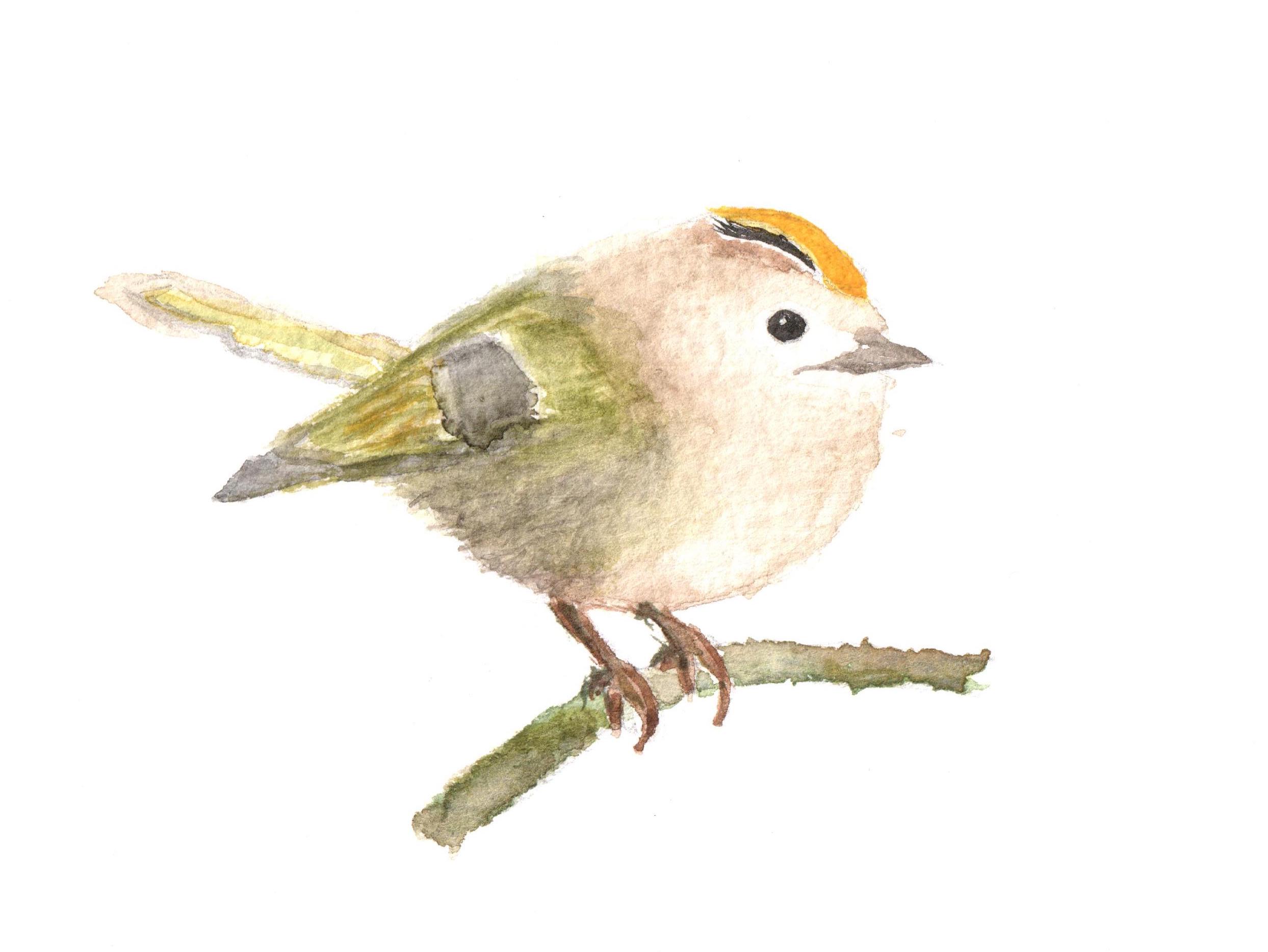 Wörter für die Welt da draußen #1 Wintergoldhähnchen